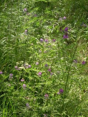 Astragalus complanatus seeds